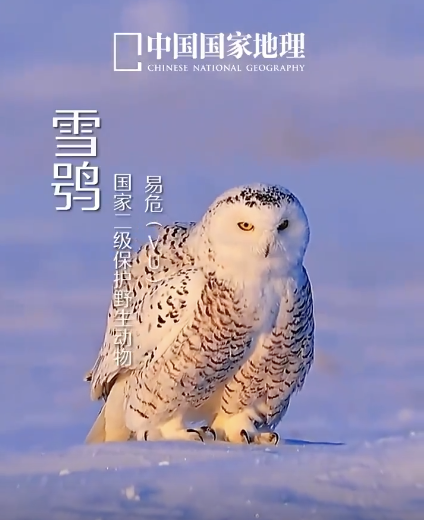 雪鸮雪地漫步气势拉满！