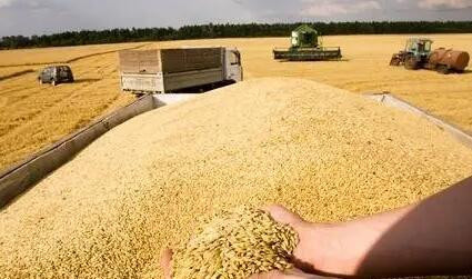 俄罗斯小麦堆积如山难出口