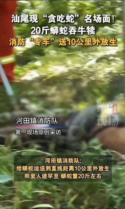 广东一地惊现20斤大蟒蛇吞食牛犊 消防成功处置并放生