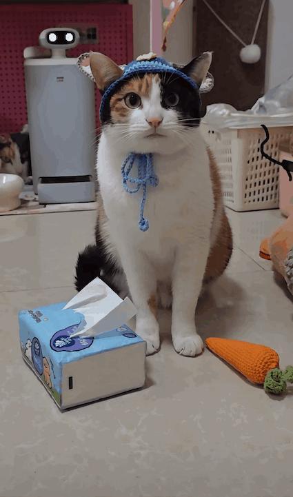 开年第一个顶流 竟然是这只三花猫