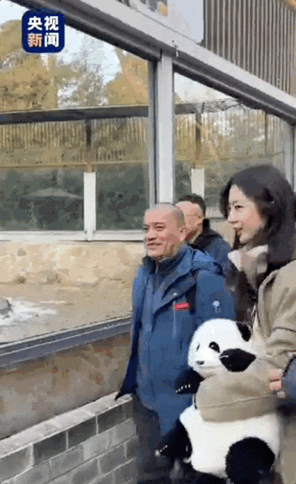 顶流熊猫兄妹北京动物园“碰面”啦 祝萌兰和花花健康成长