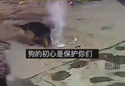 主人院子里放烟花狗狗叼起就跑 网友：狗狗的初心是保护你们