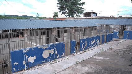 民警坠楼负伤缉毒犬苦等半年 忠诚守候终重逢