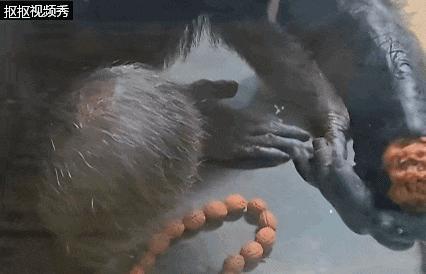 动物园黑猩猩沉浸式盘串 无师自通技能秀