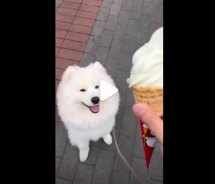 小狗吃冰淇淋就会变成小海豹