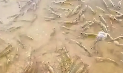 广东一海滩突然涌现大量海虾 网友：“不祥之兆？”