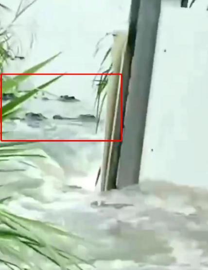 广东70多条鳄鱼出逃 有村民告诉记者至少有200斤大小