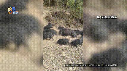 网购的猪“越狱”买家申请仅退款 退款后猪又跑回来了