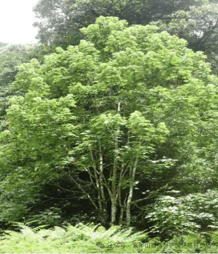 哀牢山里有什么？监控记录16个小时 野生动植物乐园揭秘