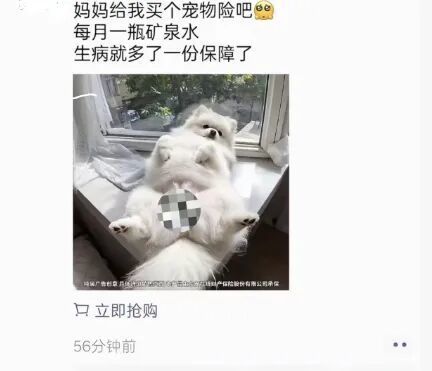 宠物险广告现“女性私密部位”