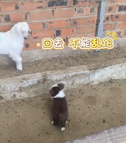 小牧羊犬管教小羊血脉觉醒