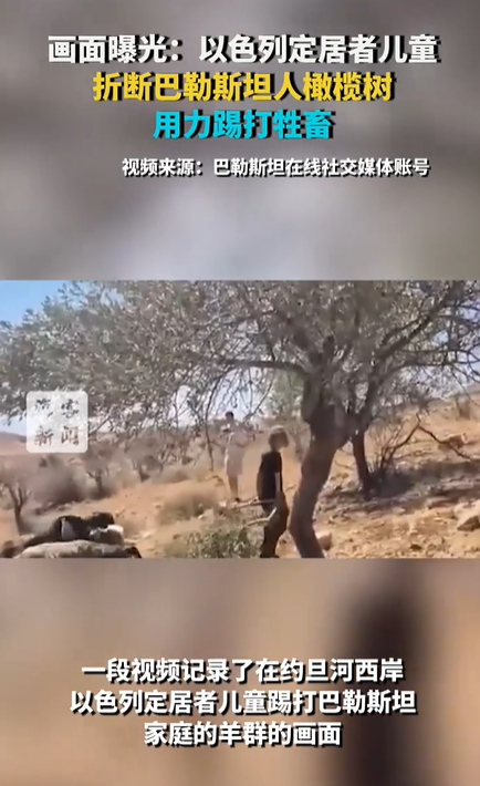 以色列儿童折断巴勒斯坦人橄榄树 用力踢打牲畜