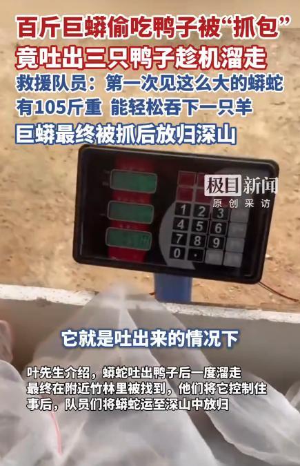 百斤巨蟒被抓时吐出三只死鸭
