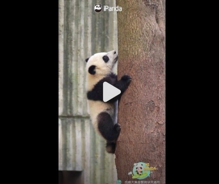 熊猫宝宝纵欲爬树 体型小小,实力超标!
