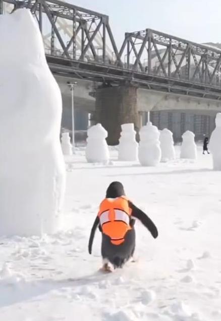 哈尔滨“冰马俑”把顶流企鹅都整萌呆了，滨子请你控制一下