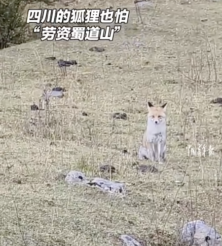 四川狐貍也怕“老子蜀道山”！
