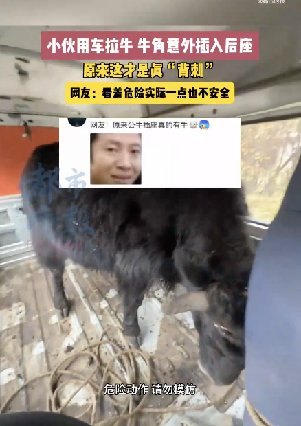 男子运牛时牛角意外插穿车辆座椅，网友：这是真的“背刺”