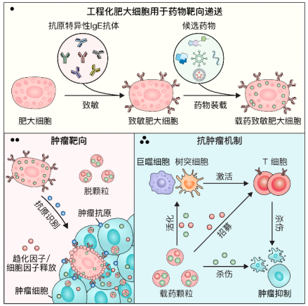 中國科學家發(fā)現(xiàn)抗癌“新利器”