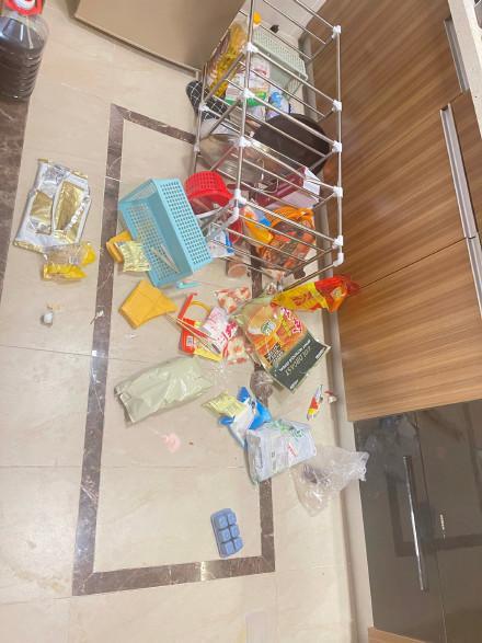 猴子闯30层住户家 和狗抢玩具、拳打脚踢用力拉门