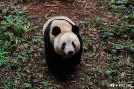 熊猫香香隔离检疫期结束：现在还有些怕见不熟悉的人