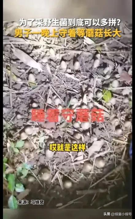 男子守着野生蘑菇睡一夜：要等蘑菇长大一点再挖