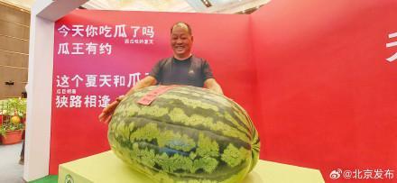 177.9斤!“瓜王”诞生 北京大兴庞各庄镇瓜农夺魁