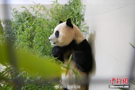 直击大熊猫福宝与公众见面 999名游客幸运围观