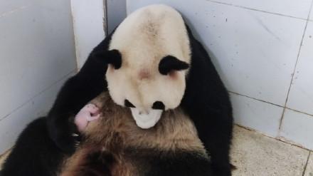 又添一员！重庆动物园熊猫“好奇”产下女宝