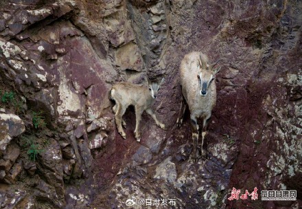岩羊“母子”在崖壁跳跃奔跑 高山之舞，自然和谐画卷