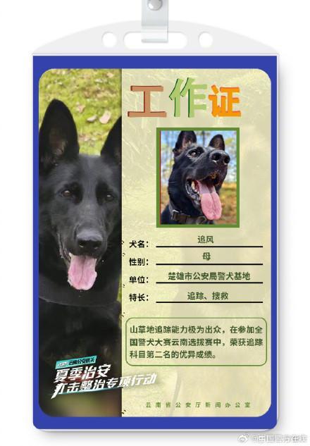 被警犬的工作证件照帅到了 智勇双全的伙伴