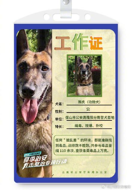 被警犬的工作证件照帅到了 智勇双全的伙伴