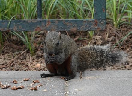 天坛公园松鼠穿梭觅食萌态十足 灵动身影成亮点