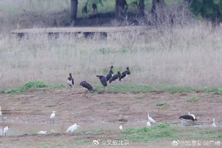 顺义唐指山水库再迎鸟中大熊猫 16只黑鹳栖息之地