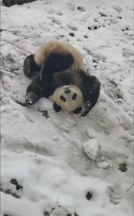 西安初雪大熊猫撒欢玩雪 萌态可掬乐翻天