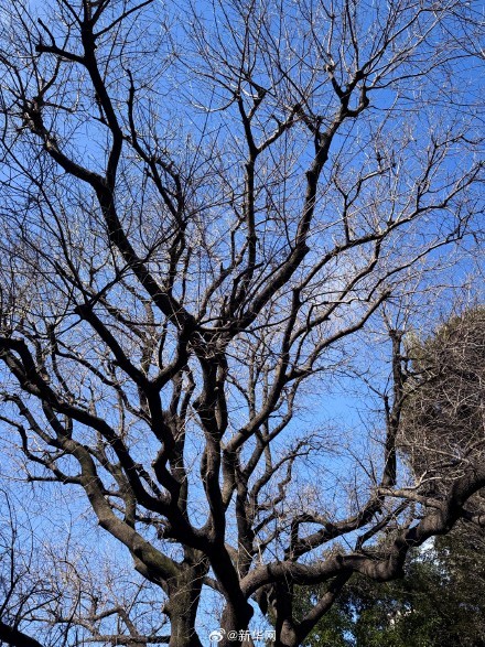 日本学生考试前也会去孔庙拜拜 祈祷考试顺利