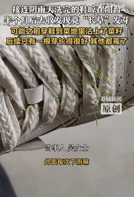 女子鞋子淋雨后晒干竟长出青草