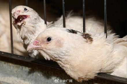 日本千叶县确认高致病性禽流感疫情