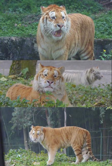 老虎版“没头脑”“不高兴”火出圈 双胞胎虎萌态引热议