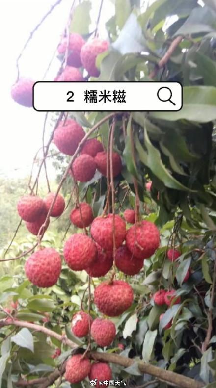 爱吃荔枝的人今年天塌了 价格波动大