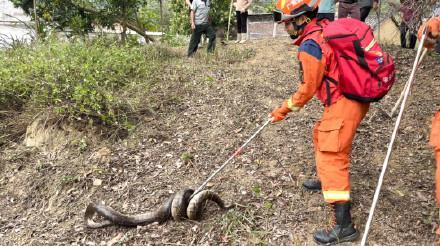 男子上山扫墓惊醒20斤重蟒蛇