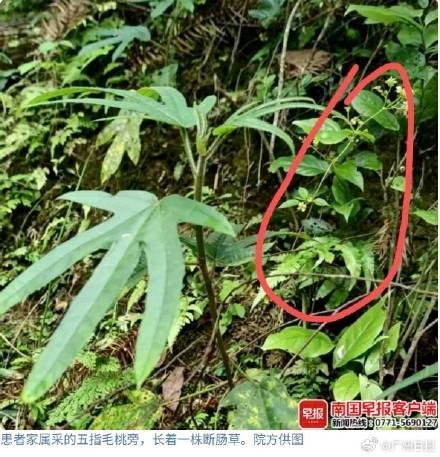 斷腸草混入五指毛桃煲湯 女子險喪命 誤食毒草需警惕