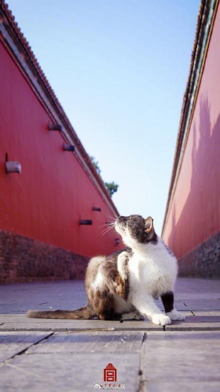 被故宫里小猫咪萌到了 你pick哪一只？