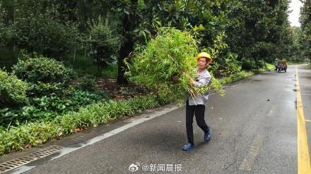 上海300多株倒伏树木一夜清零 绿化市容队伍高效处置