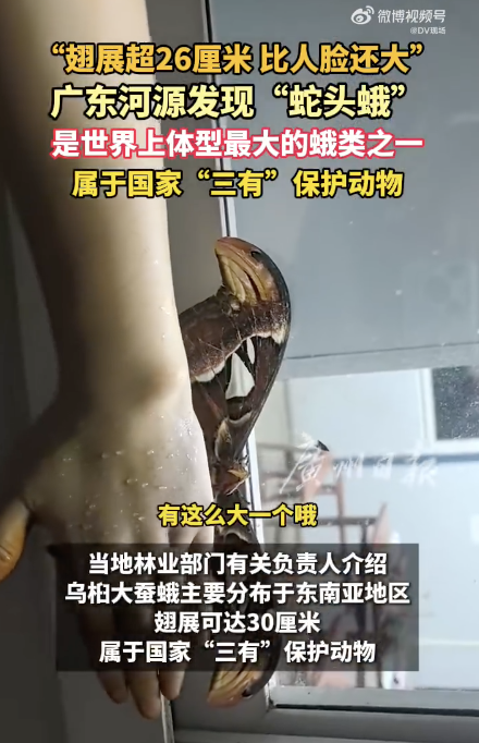 广东河源发现翅展超26厘米蛇头蛾 比东说念主脸还大