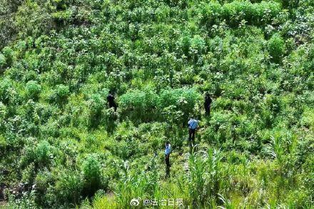 中缅边境一线500株野生大麻植株被铲除 无人机巡查立功