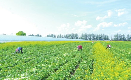 蔬菜种植上规模 农民增收有保障
