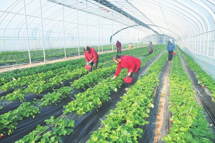 大棚里的采摘乐