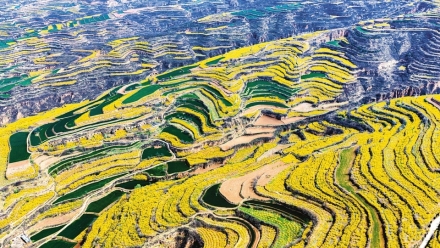 连翘花开漫染春山