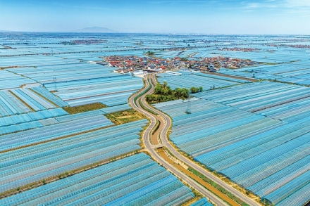 黄河水润万亩枣园