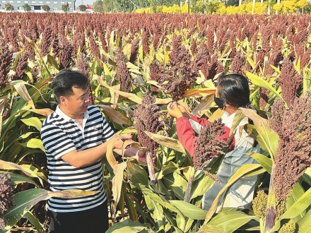 旱地农作物 何以夺高产